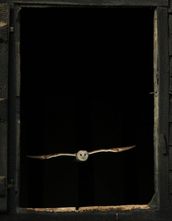 'Out into the Daylight' by Ian Weatherley of Witham & District u3a